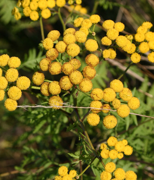 Tanacetum vulgare / Tanaceto